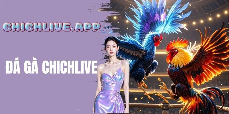 Đá Gà Chichlive - Xem Trực Tiếp Chọi Kê Hình Ảnh Sắc Nét